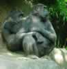 Picking nits, from Congo habitat (71,994 bytes)