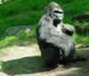 Mature gorilla, from Congo habitat (102,370 bytes)