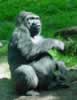 Mature gorilla, from Congo habitat (82,806 bytes)