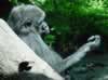 Gorilla playing with water, from Congo habitat (83,869 bytes)