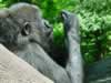 Gorilla playing with water, from Congo habitat (169,514 bytes)