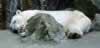 Sleeping polar bear (31,932 bytes)