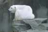 Sunning polar bear (25,738 bytes)