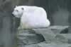 Sunning polar bear (23,463 bytes)