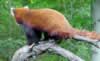 The back of the elusive red panda (77,922 bytes)