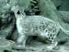 Snow leopard (68,082 bytes)