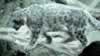 Snow leopard (52,800 bytes)