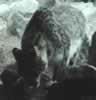 Snow leopard (37,129 bytes)